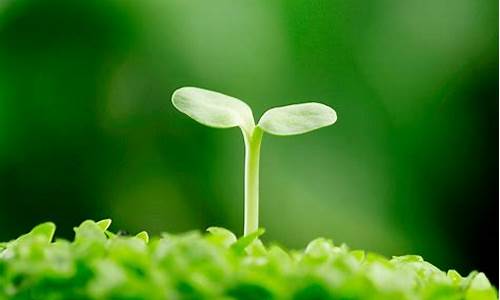 植物保护干啥的_植物保护选择什么电脑系统